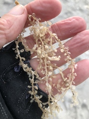 Botryocladia occidentalis