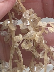 Botryocladia occidentalis