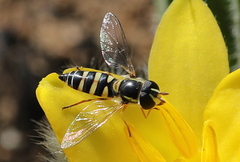 Ischiodon aegyptius