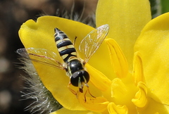 Ischiodon aegyptius
