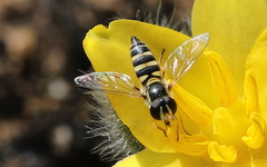 Ischiodon aegyptius