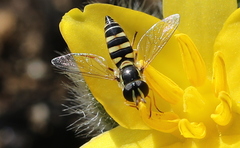 Ischiodon aegyptius