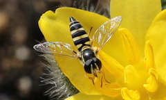 Ischiodon aegyptius