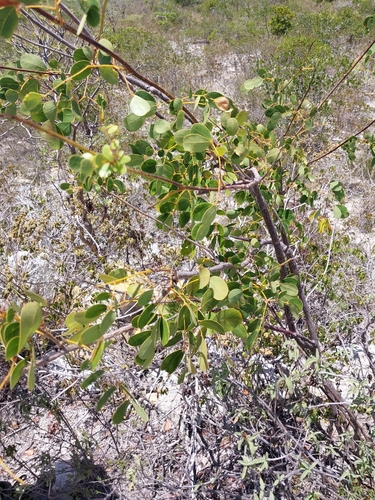 Caesalpinia bahamensis (Caesalpinia bahamensis)