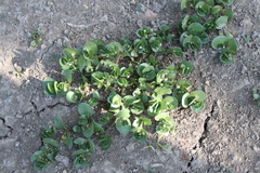 Bacopa rotundifolia