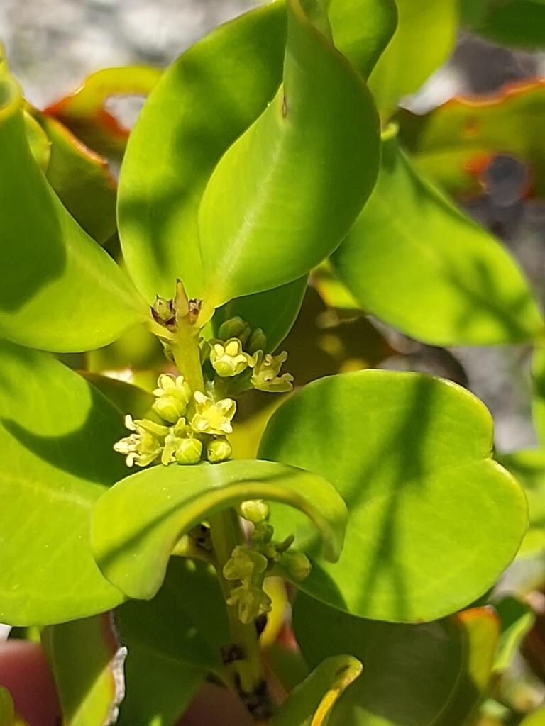 Buxus bahamensis