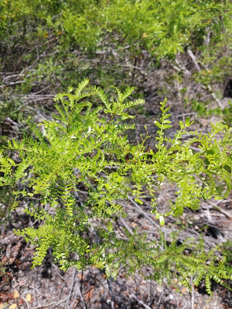 Vachellia acuifera