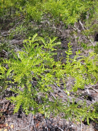 Vachellia acuifera