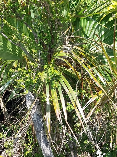 Thatch palm (Coccothrinax inaguensis)