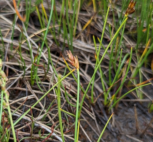 Image of Blysmus rufus by no rights reserved