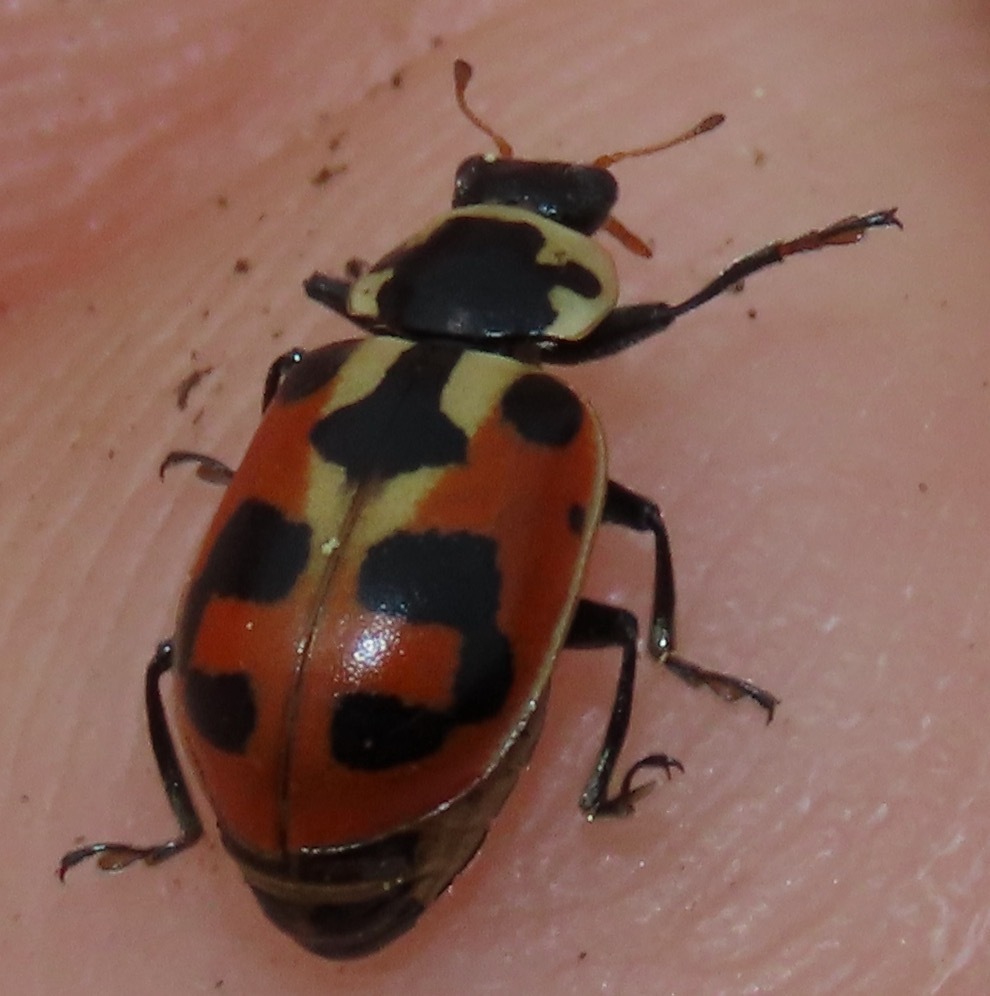 Washington's Lady Beetle