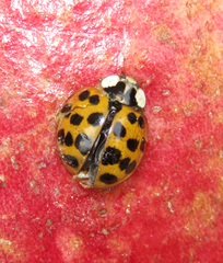 Harmonia axyridis