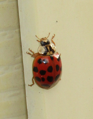 Harmonia axyridis
