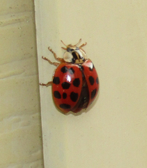 Harmonia axyridis