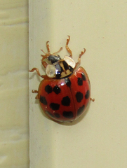 Harmonia axyridis