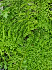 Athyrium filix-femina image