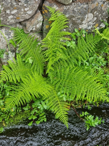 Athyrium image