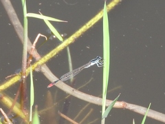 Agriocnemis victoria