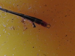 Agriocnemis victoria