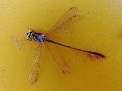 Agriocnemis victoria