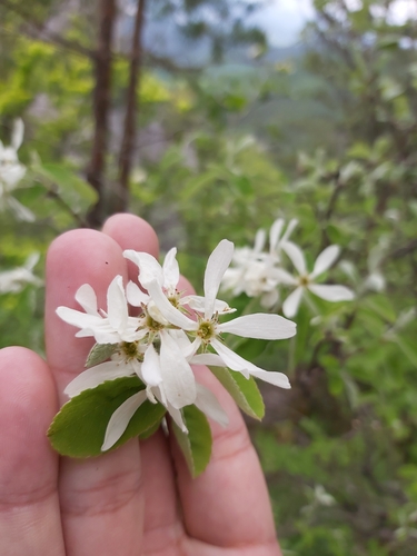 muchovník (Amelanchier)