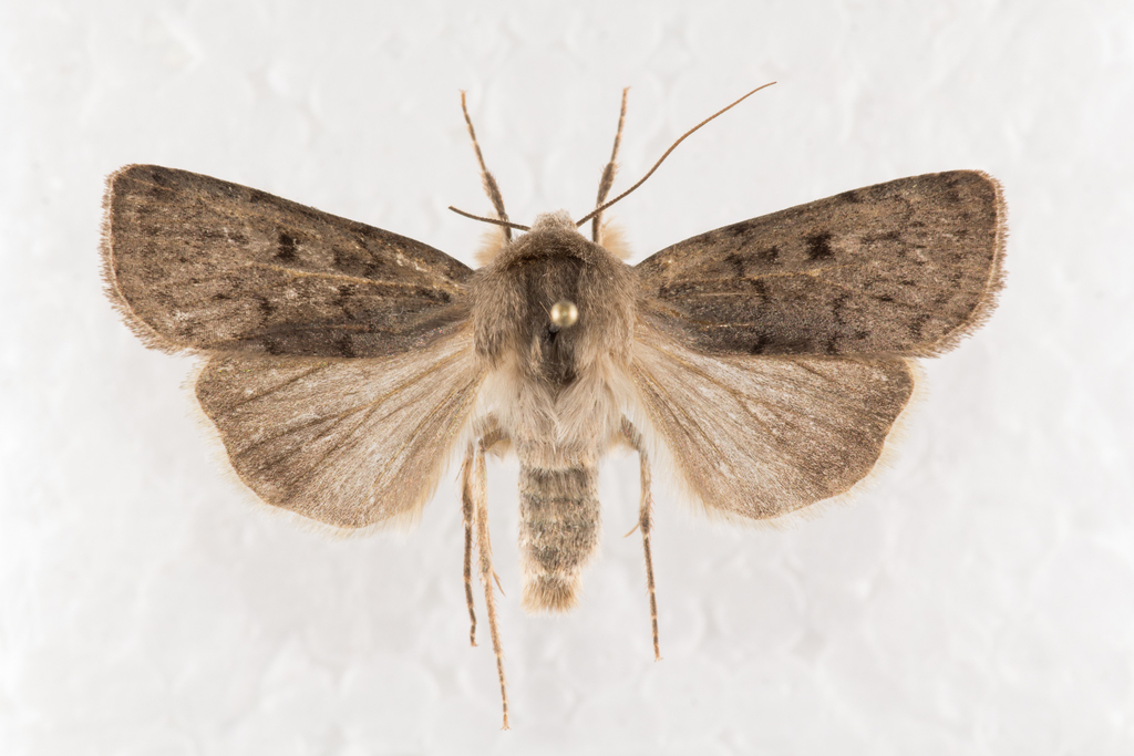 Quadrangle Dart