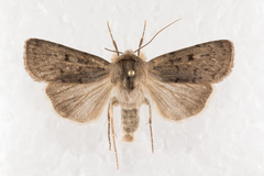 Rhyacia quadrangula