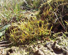 Aloina aloides