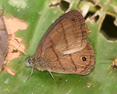 Malaveria alcinoe