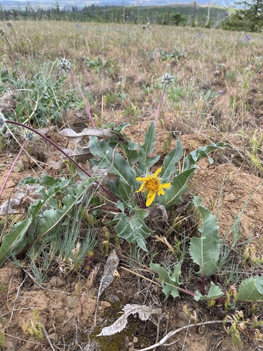 serrate balsamroot (Balsamorhiza serrata)