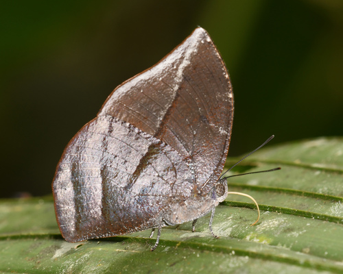Memphis lineata