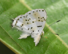 Anteros chrysoprasta
