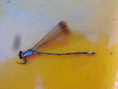Lestes amicus