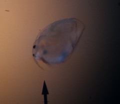 Chydoridae