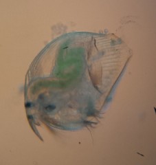 Chydoridae