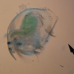 Chydoridae