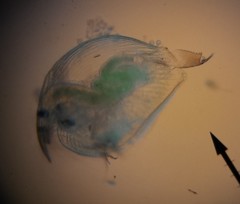 Chydoridae