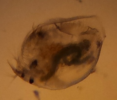 Chydoridae