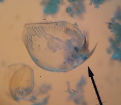 Chydoridae