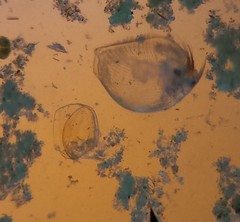Chydoridae
