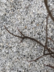 Gracilaria