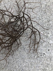 Gracilaria