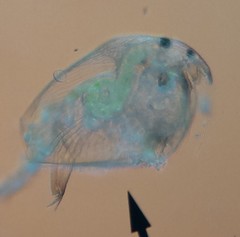 Chydoridae