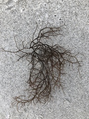 Gracilaria