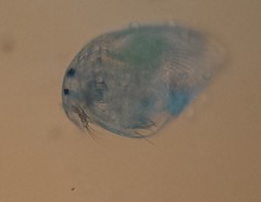 Chydoridae