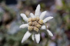 Leontopodium ochroleucum
