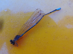 Pseudagrion glaucescens