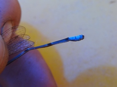 Pseudagrion glaucescens