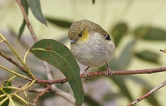 Pardalotus quadragintus