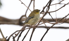 Pardalotus quadragintus